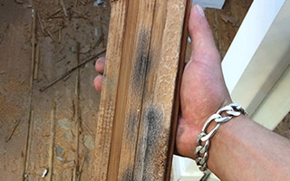 Understanding Mold Growth on Hardwood Floors